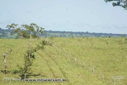 Fazenda com 3.600 hectares - São José/MT – Ref. 689
