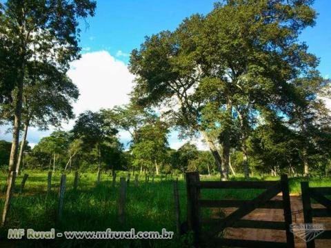 Fazenda com 1.208 hectares - Rochedo/MS – Ref. 676