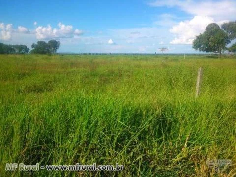 Fazenda com 315 hectares - Sidrolândia/MS– Ref. 667