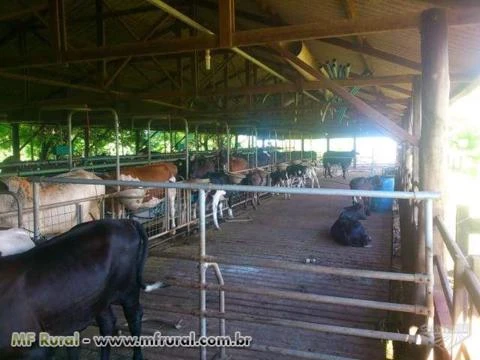 Fazenda com 315 hectares - Sidrolândia/MS– Ref. 667