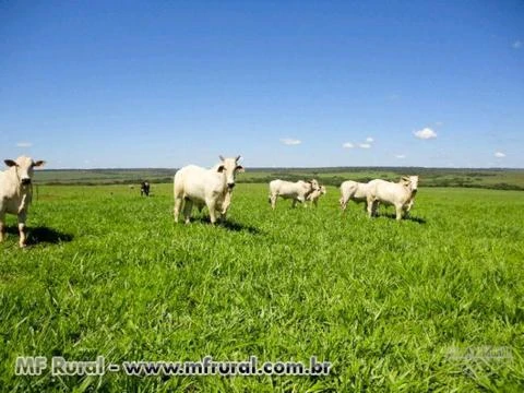 Fazenda em Caarapó, MS, boa para agricultura, com 1.452 hectares – Ref. 712