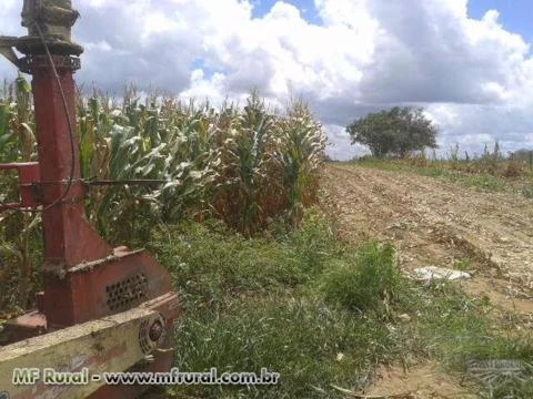 Silagem de milho em Major Izidoro-AL