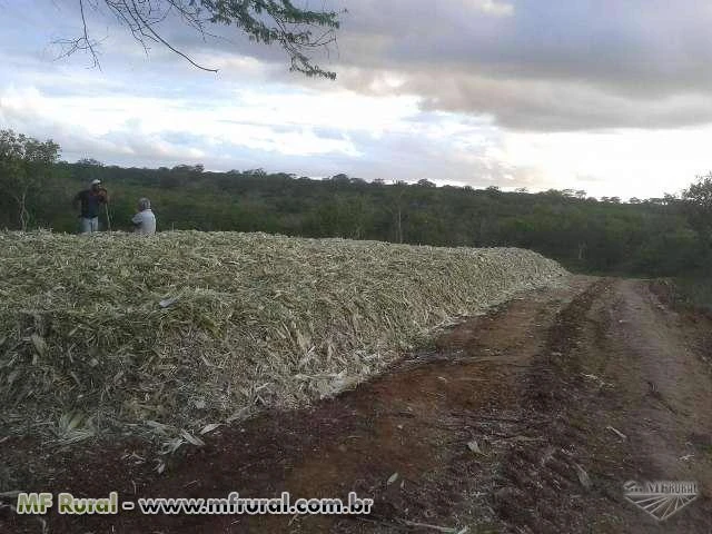 Silagem de milho em Major Izidoro-AL