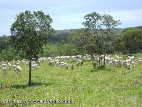 Fazenda Mirrinhos