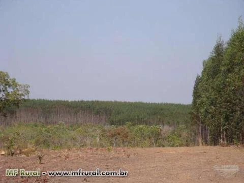 FAZENDA A VENDA TOCANTINS CIDADE NOVO ACORDO