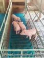 Baia Maternidade Suspensa para suínos
