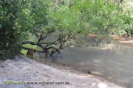 Fazenda Pinheiro Machado / Piratini