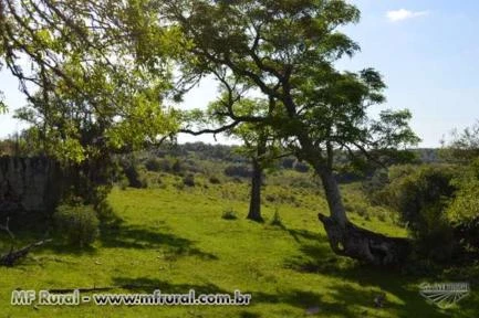 Fazenda Pinheiro Machado / Piratini