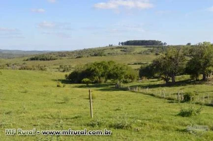 Fazenda Pinheiro Machado / Piratini