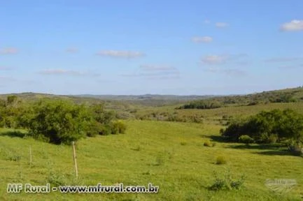 Fazenda Pinheiro Machado / Piratini