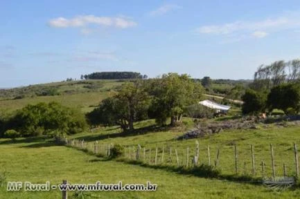 Fazenda Pinheiro Machado / Piratini