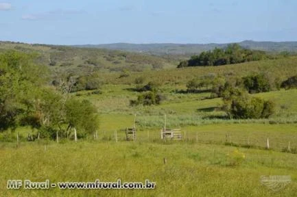 Fazenda Pinheiro Machado / Piratini