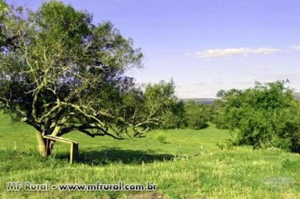 Fazenda Pinheiro Machado / Piratini