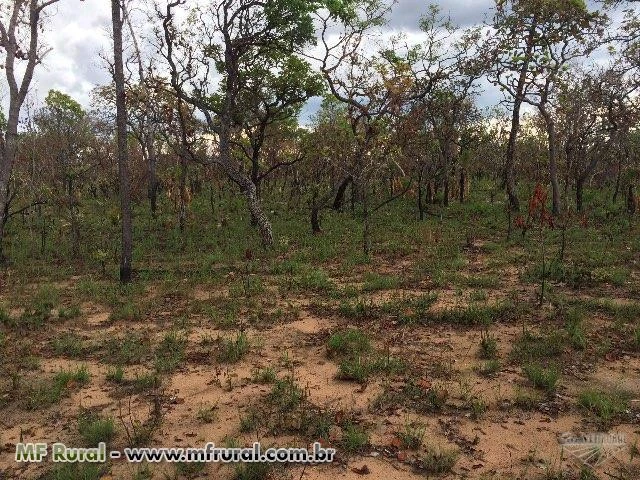 VENDO FAZENDA COM 435 HA EM LAGOA DO TOCANTINS