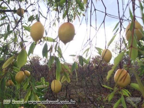 VENDO FAZENDA COM 435 HA EM LAGOA DO TOCANTINS