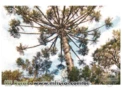 Fazenda em Bom Retiro com 140 mil Pinus Elliotti