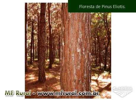 Fazenda em Bom Retiro com Área total de 509ha e com 40ha de Reflorestamento