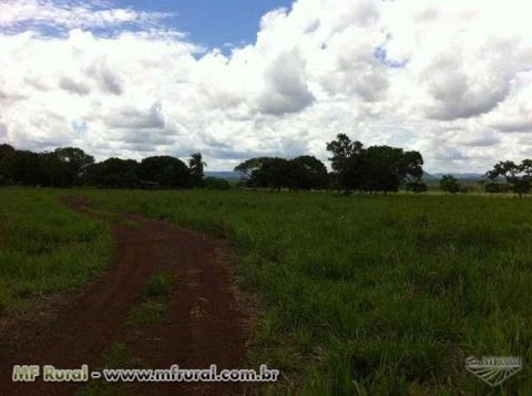 Fazenda barata em Jangada MT, com área de 1000 hectares na BR 163/364
