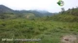 FAZENDA PARA PECUÁRIA, PUPUNHA E BANANA NO VALE DO RIBEIRA, SÃO PAULO