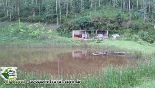 SÍTIO COM EUCALIPTO E TANQUES PARA PEIXE NO VALE DO RIBEIRA, SÃO PAULO.