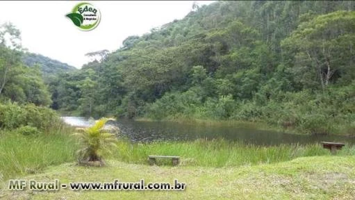 SÍTIO COM EUCALIPTO E TANQUES PARA PEIXE NO VALE DO RIBEIRA, SÃO PAULO.