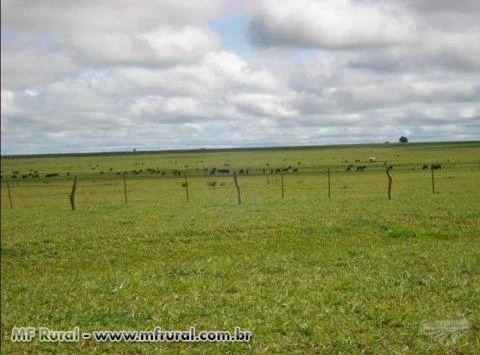 FAZENDA MONTADA PECUÁRIA E CULTURA, MATO GROSSO DO SUL