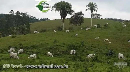 FAZENDA PECUÁRIA E PALMITO PUPUNHA, VALE DO RIBEIRA, SÃO PAULO