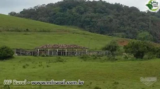 FAZENDA PECUÁRIA E PALMITO PUPUNHA, VALE DO RIBEIRA, SÃO PAULO