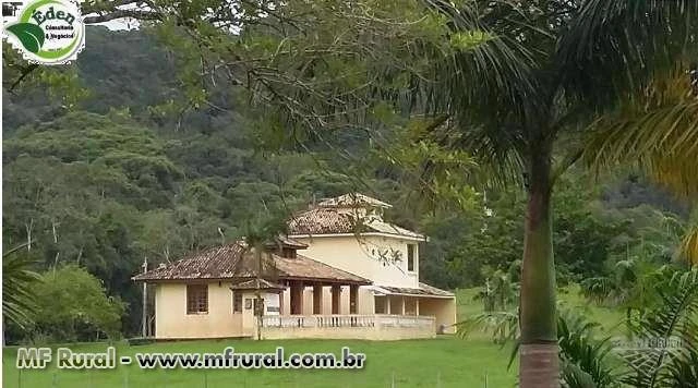 FAZENDA PECUÁRIA E PALMITO PUPUNHA, VALE DO RIBEIRA, SÃO PAULO