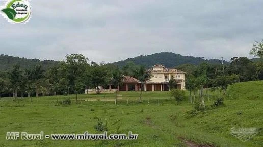 FAZENDA PECUÁRIA E PALMITO PUPUNHA, VALE DO RIBEIRA, SÃO PAULO