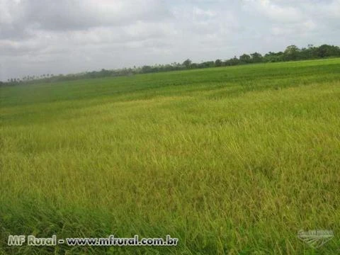 Arrendamento de terras para arroz irrigado