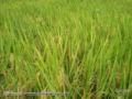 Arrendamento de terras para arroz irrigado