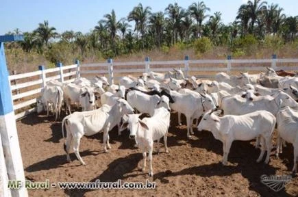 Fazenda Canto do Brejo - Passagem Franca - Maranhão - 961 ha
