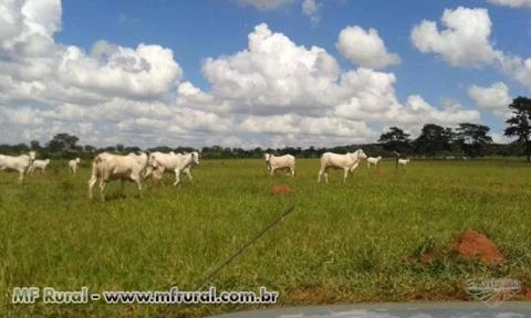 Fazenda Caiapó