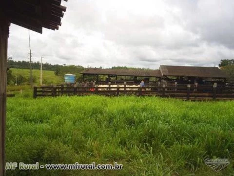 Fazenda No Pará