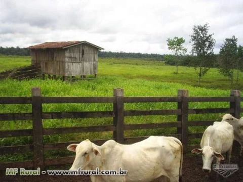 Fazenda No Pará