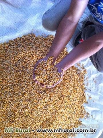 Milho Saca de 50 Kgs em Campinas SP à venda. Compre direto 184074