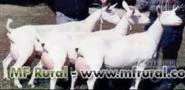 Compro cabras saanen para leite