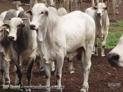 FAZENDA ESPETACULAR MATO GROSSO ITIQUIRA UMA DAS MELHORES DO CENTRO OESTE OPORT