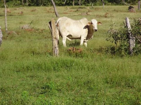 Fazenda para soja e pecuária em Arraias - TO com 2000 hectares
