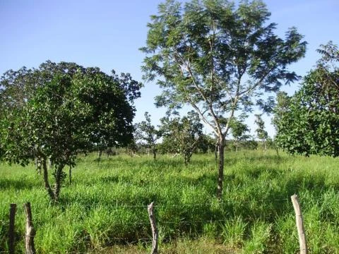 Fazenda para soja e pecuária em Arraias - TO com 2000 hectares