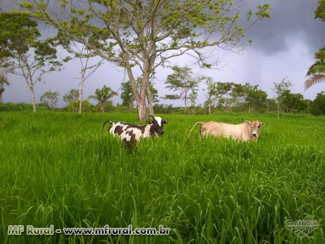 FAZENDA EM GOIAS VALE DO ARAGUAIA COM 242 HA.