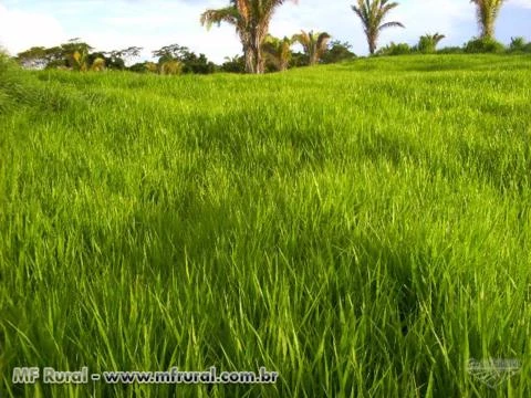 FAZENDA EM GOIAS VALE DO ARAGUAIA COM 242 HA.