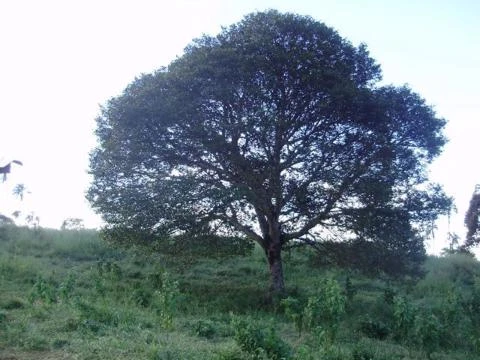 Fazenda em Itaguaru - Go 68 ha.