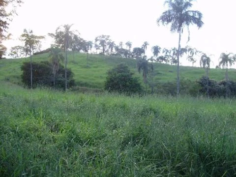 Fazenda em Itaguaru - Go 68 ha.