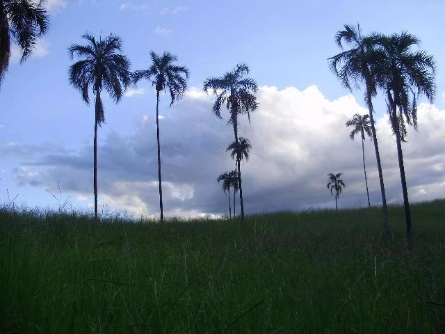 Fazenda em Itaguaru - Go 68 ha.