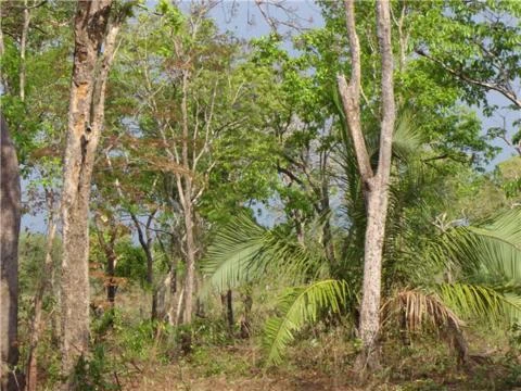 fazenda em cocalinho - MT com 3000 ha.