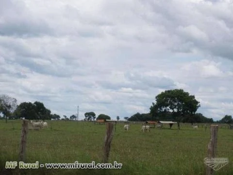 Grãos e Pecuária a 170Km da capital Palmas