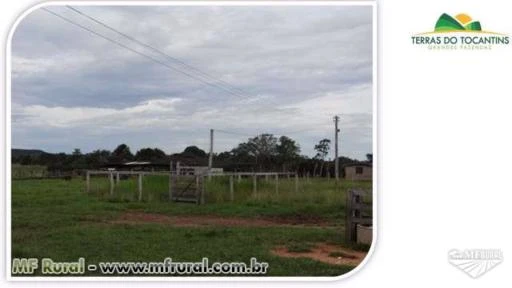 Região Norte do Tocantins - Soja e Gado