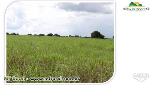 Região Central do Tocantins - Agricultura e Pecuária de Elite